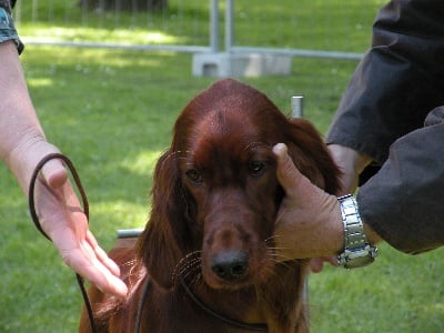 Du Domaine Du Fuchsberg - Kenzie en expo