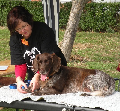 Du Domaine Du Fuchsberg - Découverte du massage canin