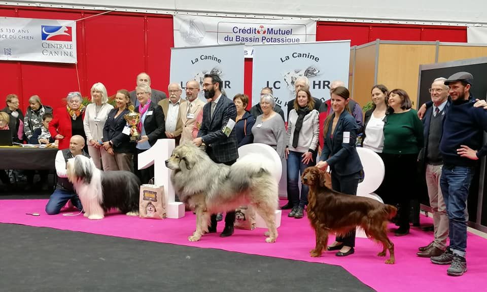 Du Domaine Du Fuchsberg - Oengus 3ème meilleur chien de l'exposition !!! 