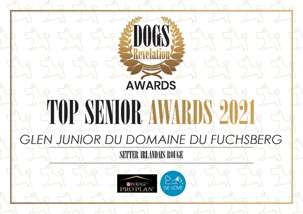 Du Domaine Du Fuchsberg - Glen meilleur vétéran Setter Irlandais en 2021