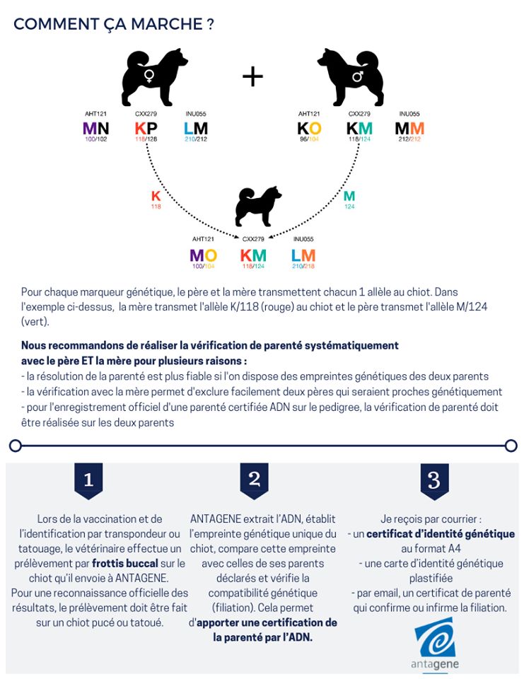 Du Domaine Du Fuchsberg - Mieux comprendre le fonctionnement des vérifications de parentés et de