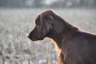 Du Domaine Du Fuchsberg - C'est juste un chien...