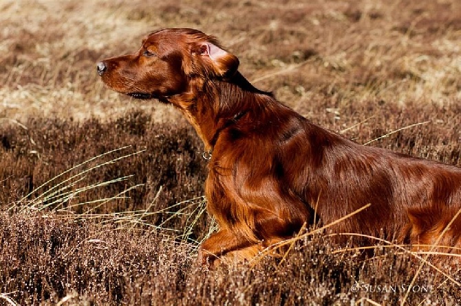 Du Domaine Du Fuchsberg - Glen qualifié pour la CRUFTS mais ...