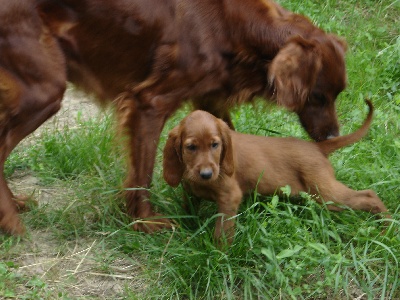 Du Domaine Du Fuchsberg - Maman et bébé