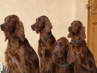 Du Domaine Du Fuchsberg - Photo de famille