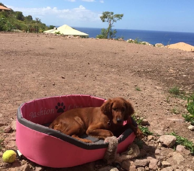 Du Domaine Du Fuchsberg - Un rayon de soleil de Martinique