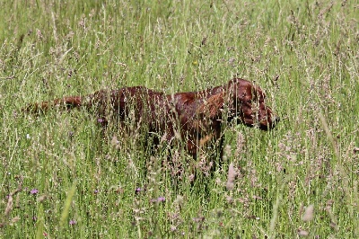 Du Domaine Du Fuchsberg - Kenzie est inscrite au LOF