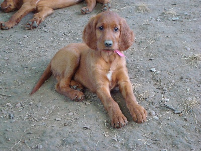 Du Domaine Du Fuchsberg - Bébé Rose