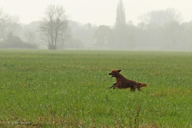 Du Domaine Du Fuchsberg -  Glen Junior aux fields de la SPCS