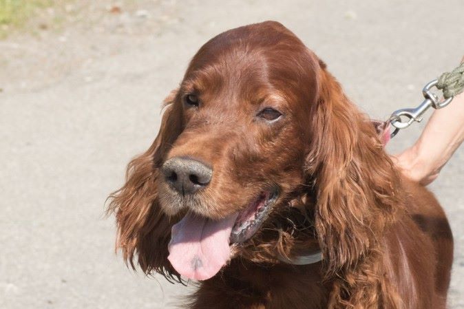 Du Domaine Du Fuchsberg - Setter Irlandais à adopter