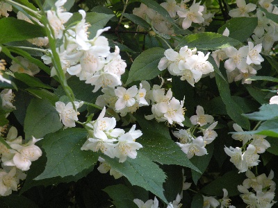 Du Domaine Du Fuchsberg - Jasmin des poêtes