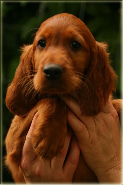 Du Domaine Du Fuchsberg - Setter irlandais rouge - Portée née le 10/05/2011