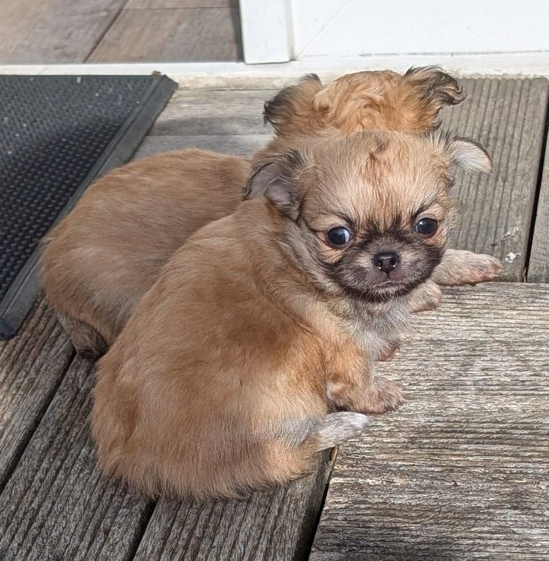 Des graines de stars - Chiots disponibles - Chihuahua