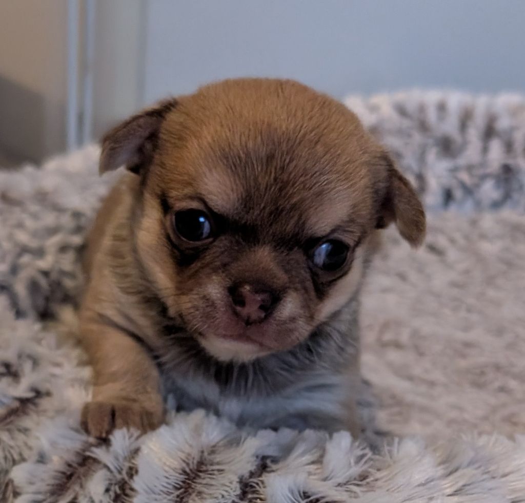 Des graines de stars - Chiots disponibles - Chihuahua