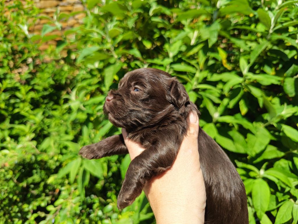 La Forge aux sept flammes - Chiots Chocolat