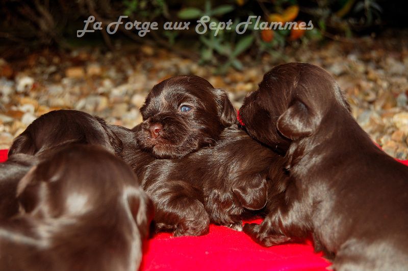 La Forge aux sept flammes - Bichon Havanais - Portée née le 19/12/2024