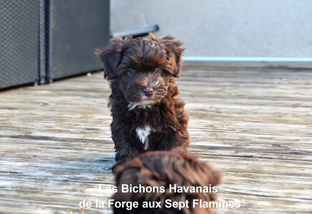 La Forge aux sept flammes - Chiots disponibles - Bichon Havanais