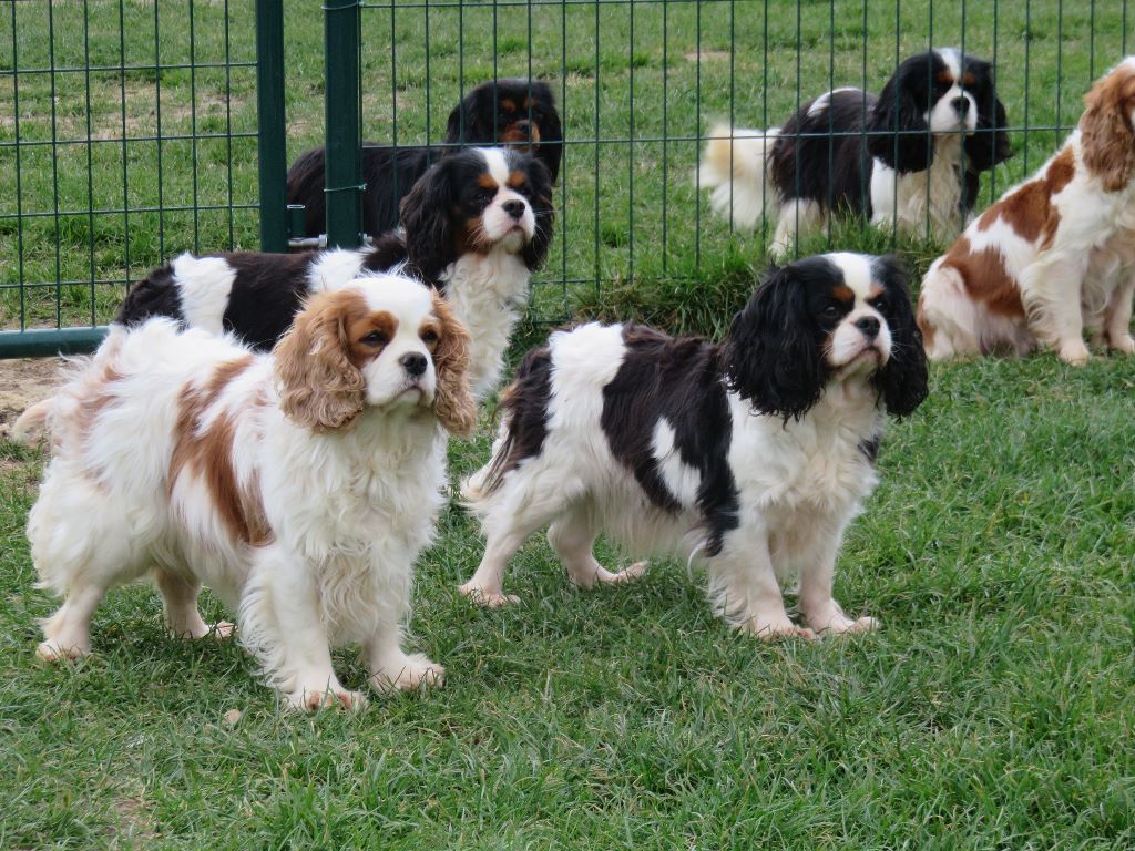 de la maison du ryez - chiot tricolore et blenheim