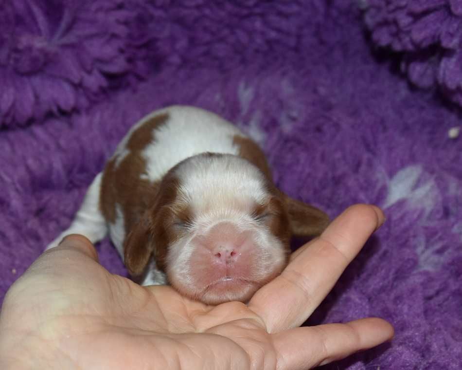 de la maison du ryez - Chiots disponibles - Cavalier King Charles Spaniel