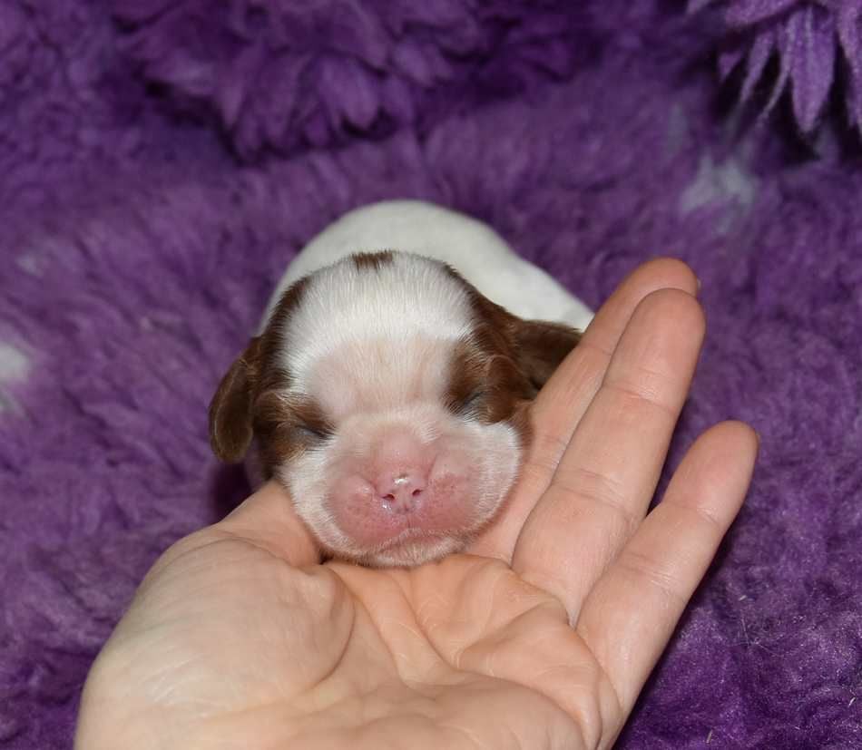 de la maison du ryez - Chiots disponibles - Cavalier King Charles Spaniel