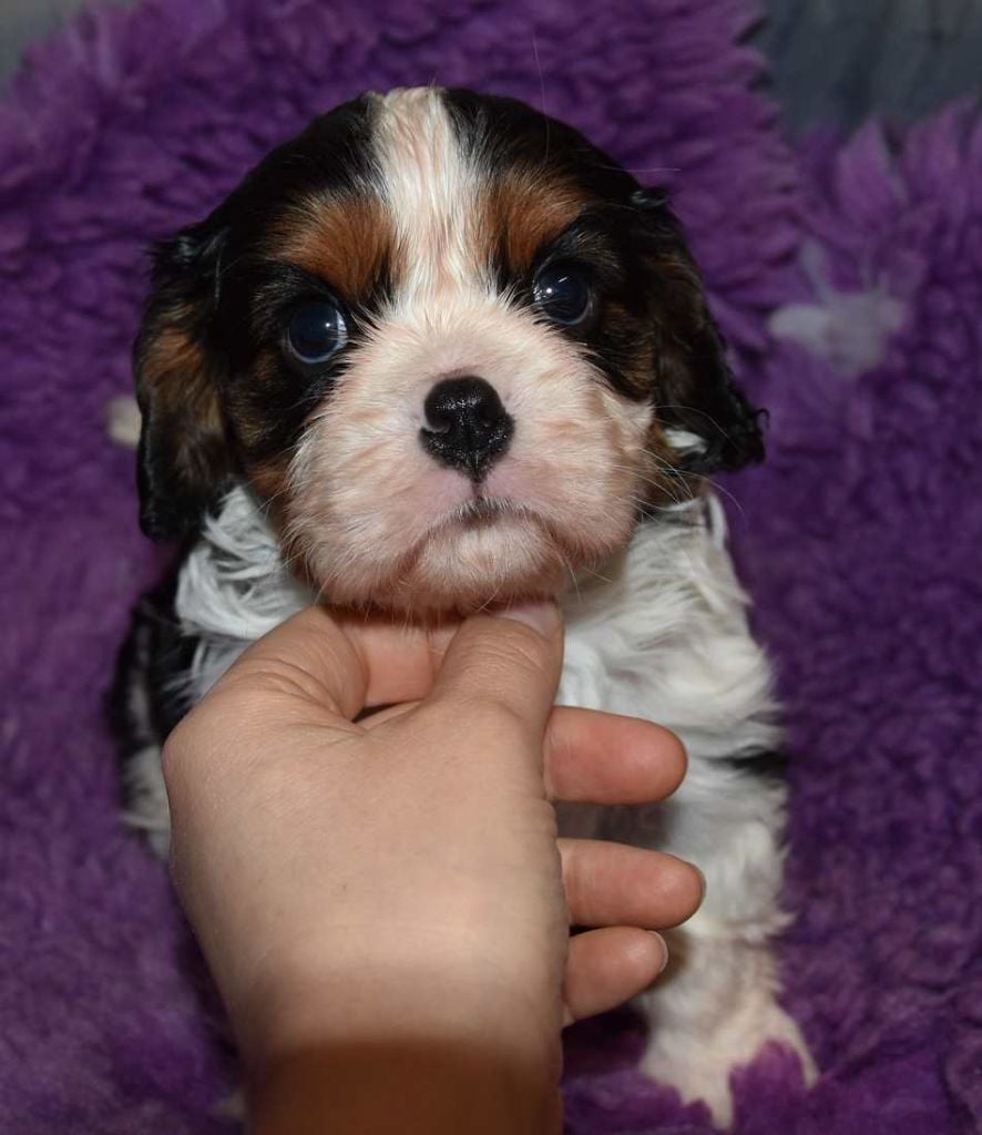 de la maison du ryez - Chiots disponibles - Cavalier King Charles Spaniel