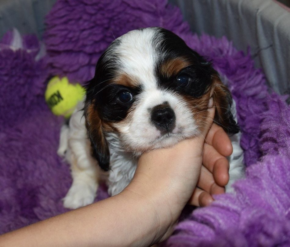 de la maison du ryez - Chiots disponibles - Cavalier King Charles Spaniel