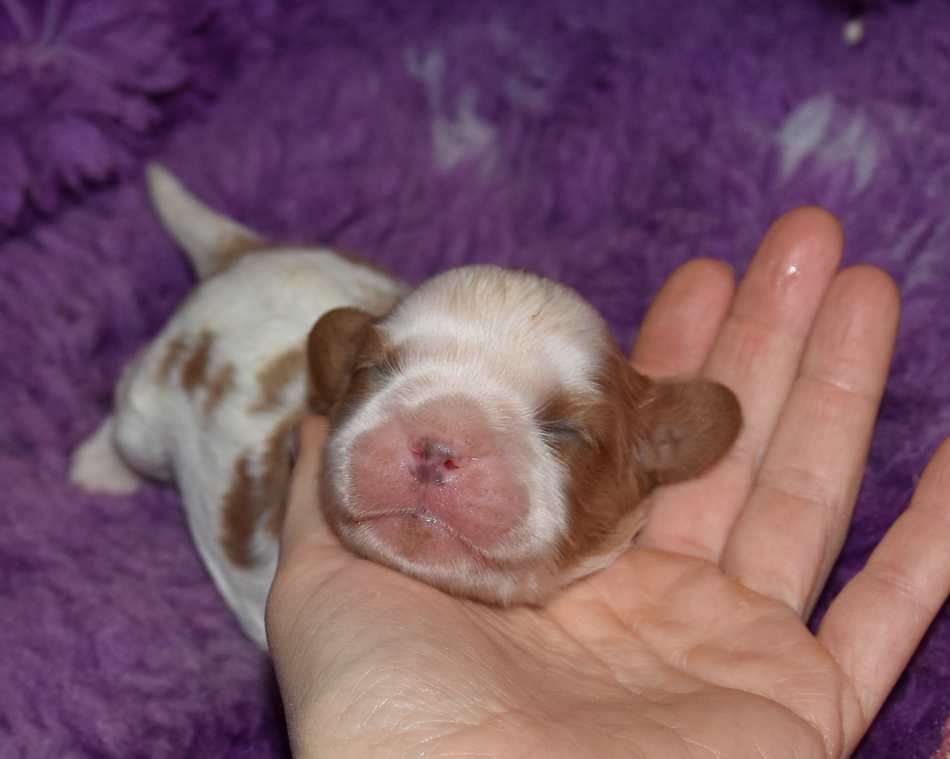 de la maison du ryez - Chiots disponibles - Cavalier King Charles Spaniel