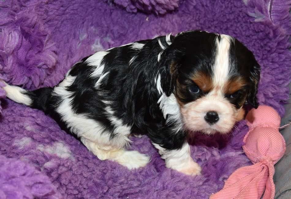 de la maison du ryez - Chiots disponibles - Cavalier King Charles Spaniel