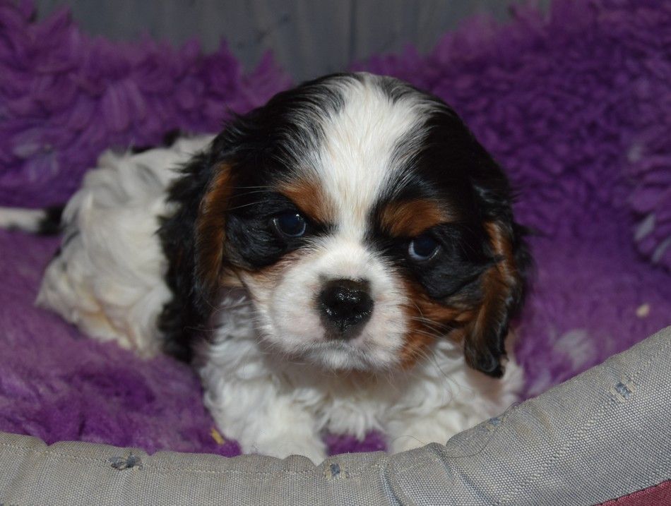 de la maison du ryez - Chiots disponibles - Cavalier King Charles Spaniel