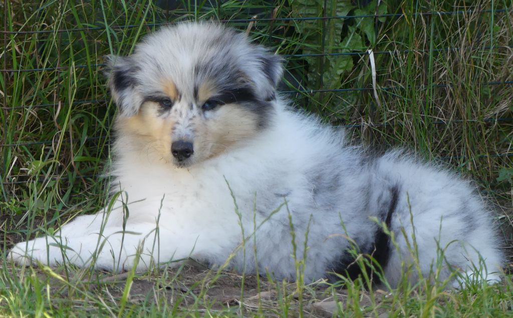 des stuarts de boisbelle - De magnifiques chiots bleus disponibles cet été 