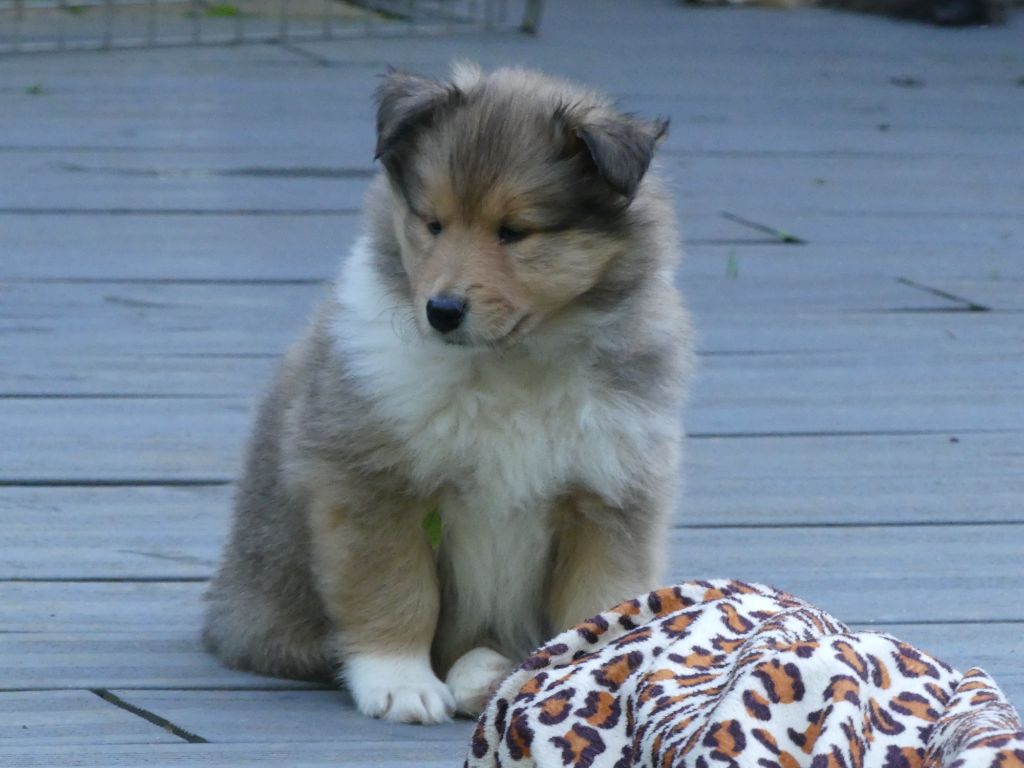 des stuarts de boisbelle - Chiots disponibles - Colley à poil long