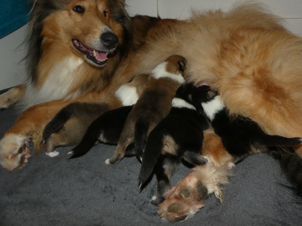 Chiot Colley à poil long des stuarts de boisbelle