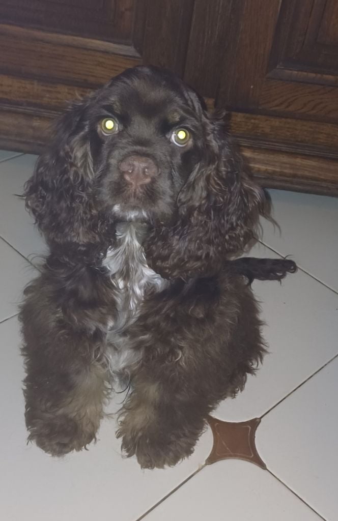 du logis d'Argence - Chiots disponibles - American Cocker Spaniel