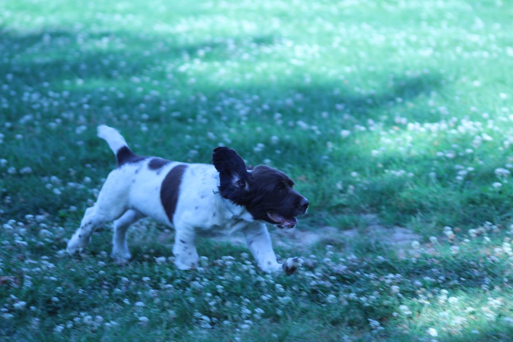 du domaine de Louxor - Chiots disponibles - English Springer Spaniel