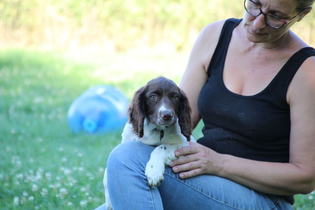 du domaine de Louxor - Chiots disponibles - English Springer Spaniel