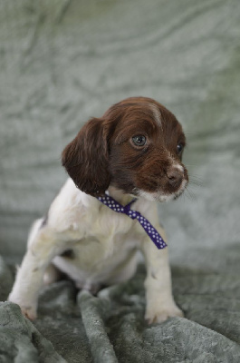 CHIOT collier violet pois