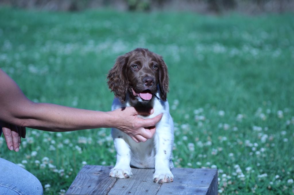 du domaine de Louxor - Chiots disponibles - English Springer Spaniel