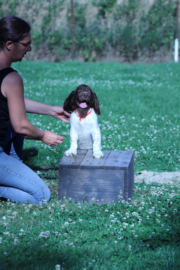 du domaine de Louxor - Chiots disponibles - English Springer Spaniel