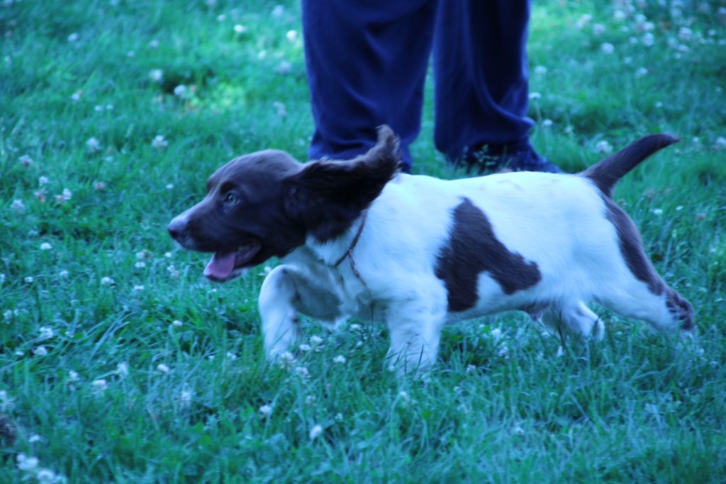 du domaine de Louxor - Chiots disponibles - English Springer Spaniel