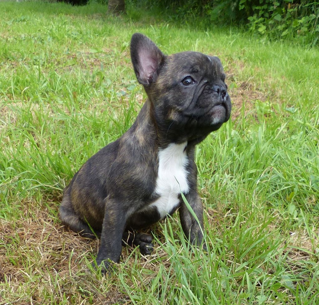 bullbizarres - Chiots disponibles - Bouledogue français