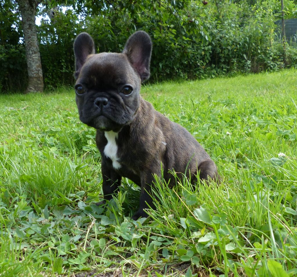 bullbizarres - Chiots disponibles - Bouledogue français