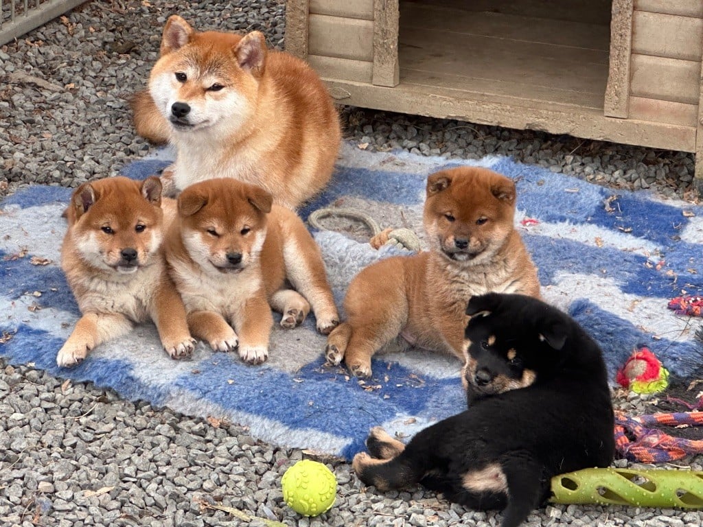 Chiot Shiba du Clos des Chtis