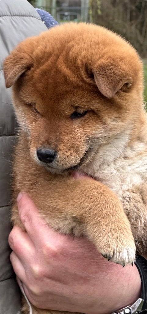 du Clos des Chtis - Chiots disponibles - Shiba