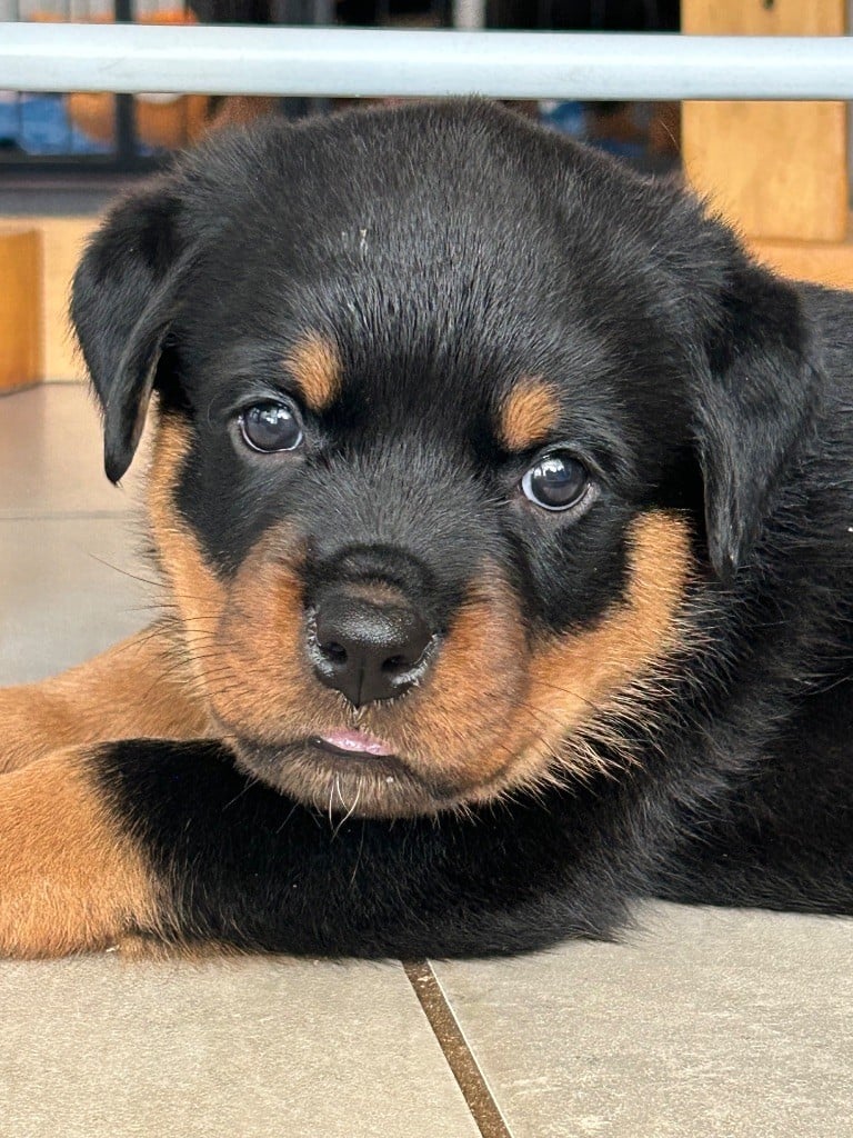 de la Tribu de Rottweil - Chiots disponibles - Rottweiler