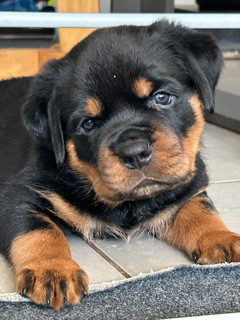 de la Tribu de Rottweil - Chiots disponibles - Rottweiler