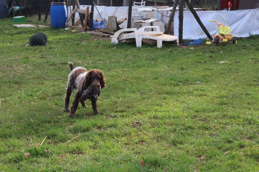 Chiot Epagneul de Pont-Audemer des coteaux de Yannijean