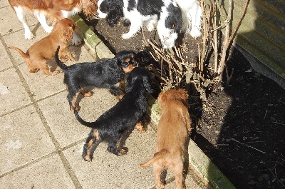 des cavaliers de Loveruva - un peu de soleil les bb s'éclatent !