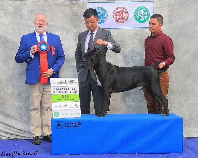 von Mordore - Nr.1 Cane Corso in China 2014