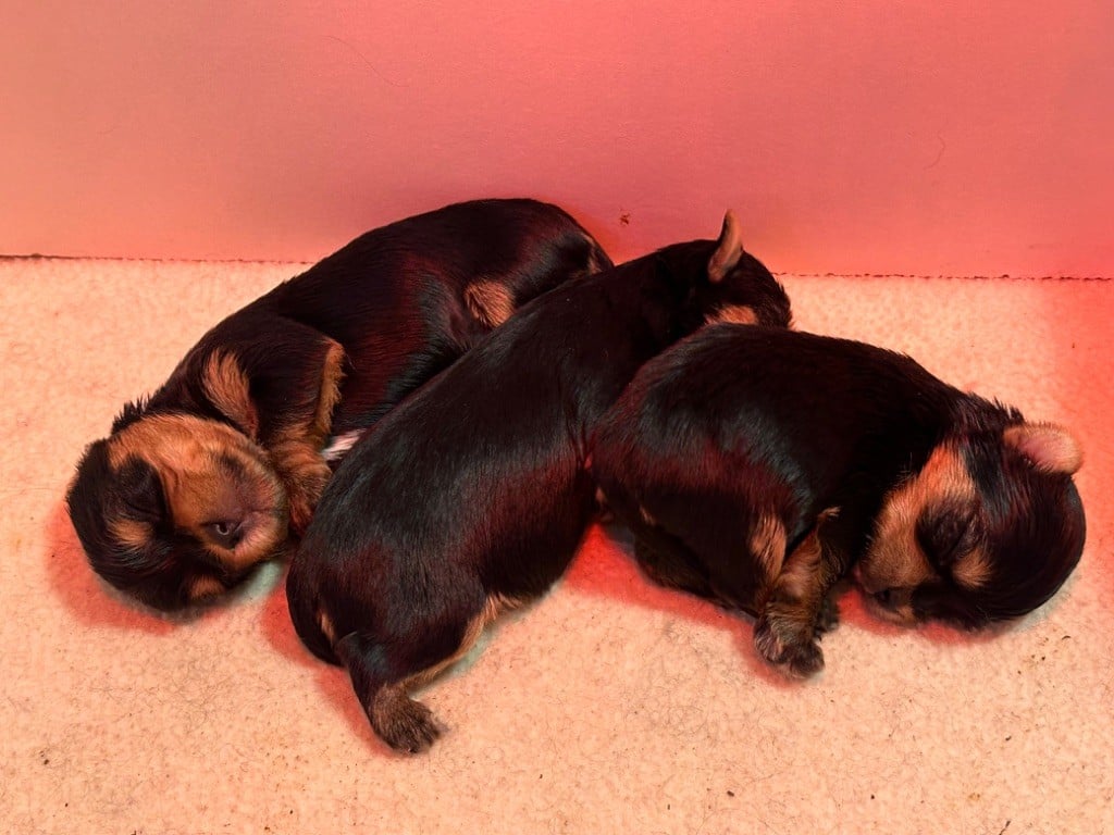 Bébé York, au domaine du Rochereau