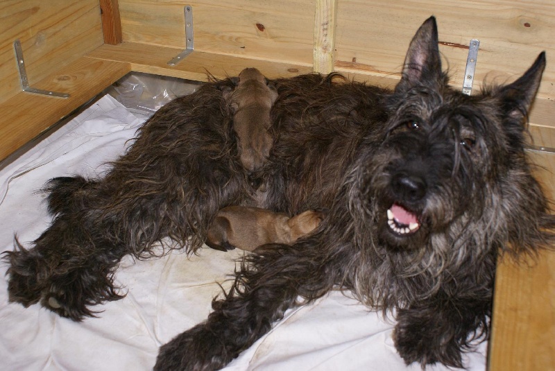 Chiot Berger de Picardie du clos des bas rouges